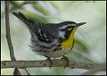_7SB4024 yellow throated-warbler